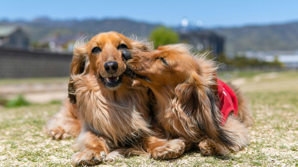 Long-haired brown dog lying alone on sandy ground during daytime