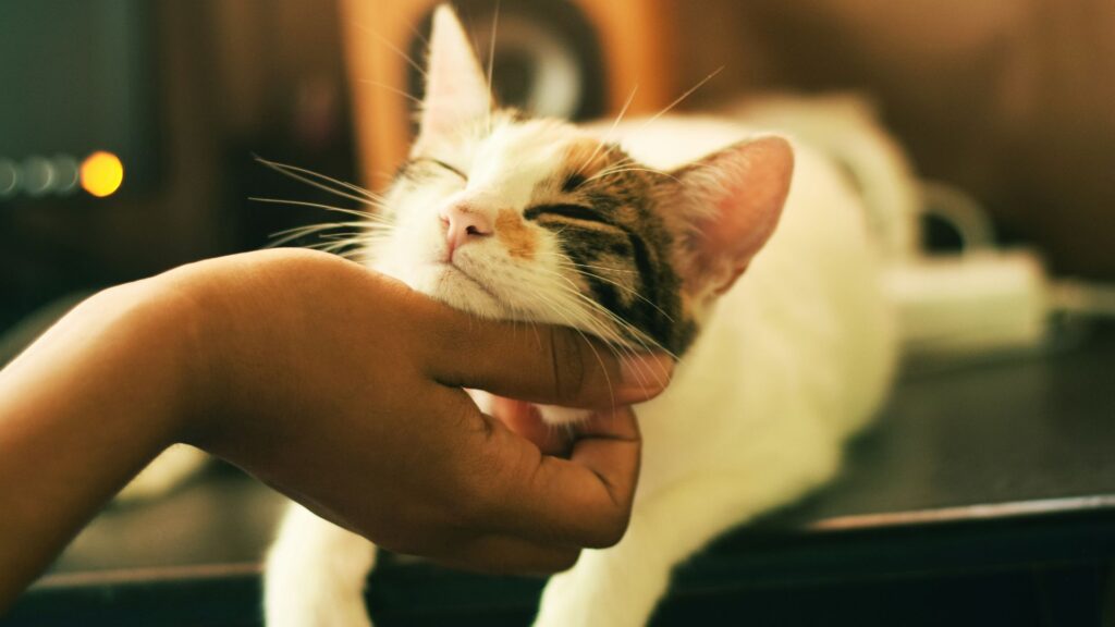 White and brown cat resting indoors with shallow depth of field