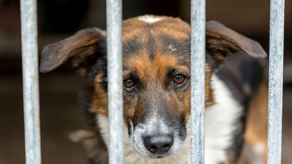 Brown and white dog standing behind a metal fence at a shelter