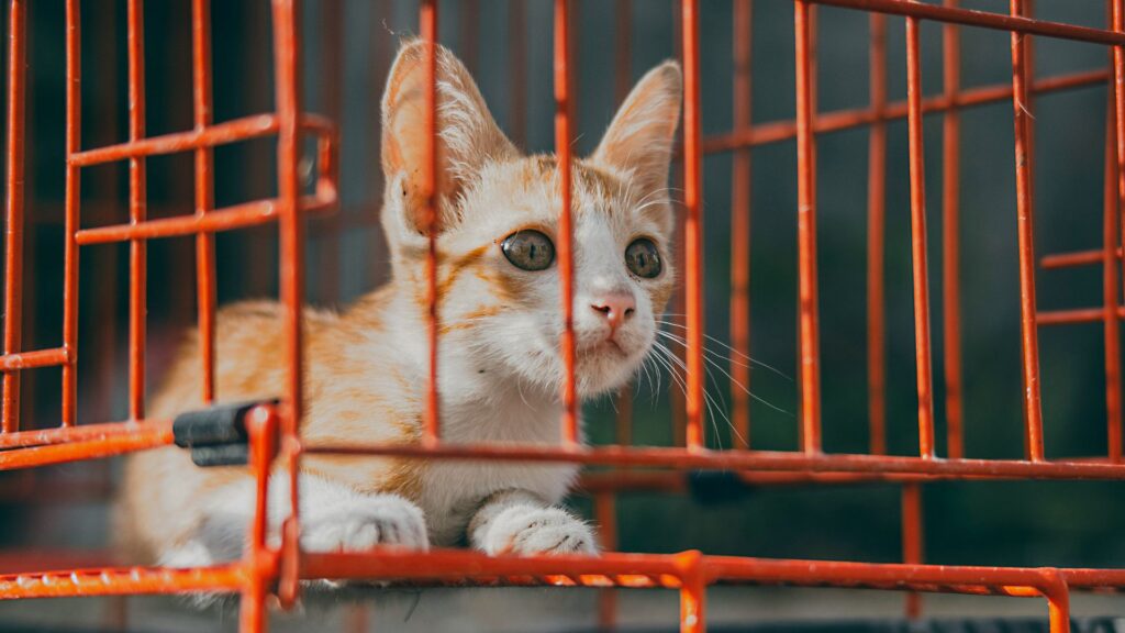 Small orange and white kitten sitting inside a metal cage