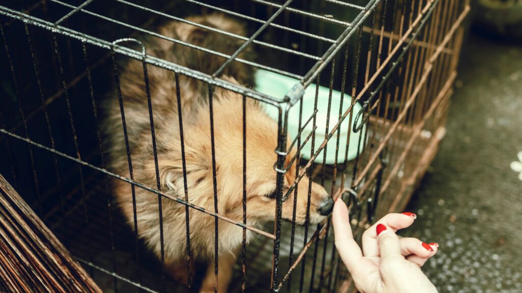Person standing beside a crate holding a brown dog