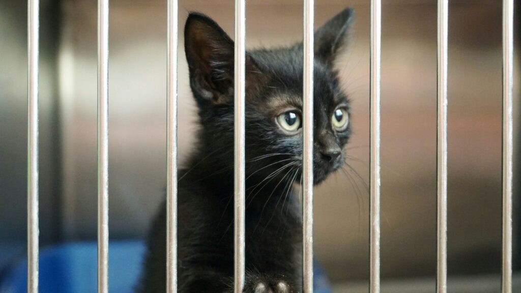 Black kitten resting indoors in temporary shelter housing