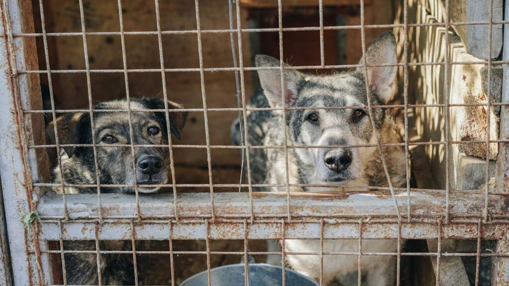 Two dogs sitting inside a cage during daytime at a shelter