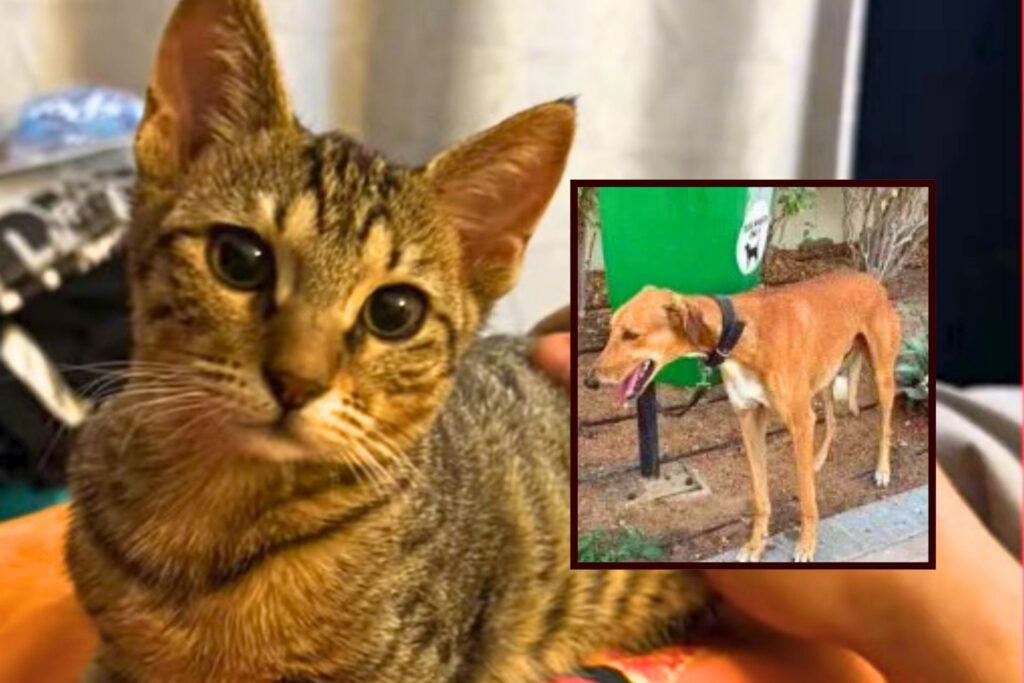 Abandoned cat in a rescuer's home and a dog tied in a pole on the side of the road in Dubai, as shared by local news outlets.