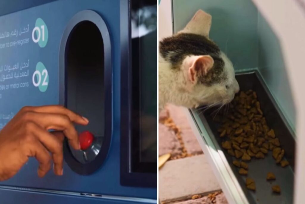 Person inserting an empty water bottle into Ehsan Station machine and stray cat eating from automated feeder.