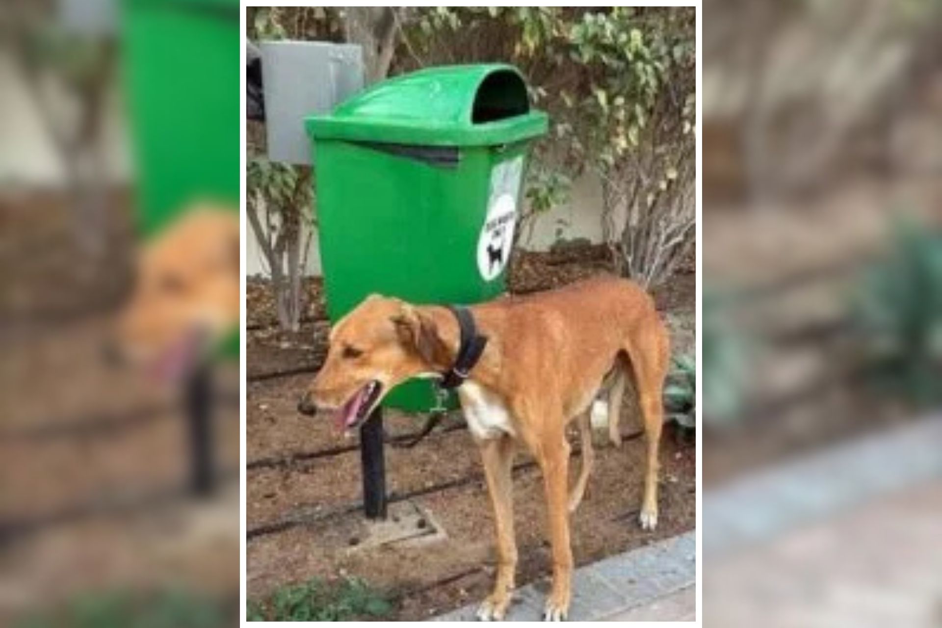 Photo of an abandoned dog tied in a pole on the side of the road in Dubai circulating online.