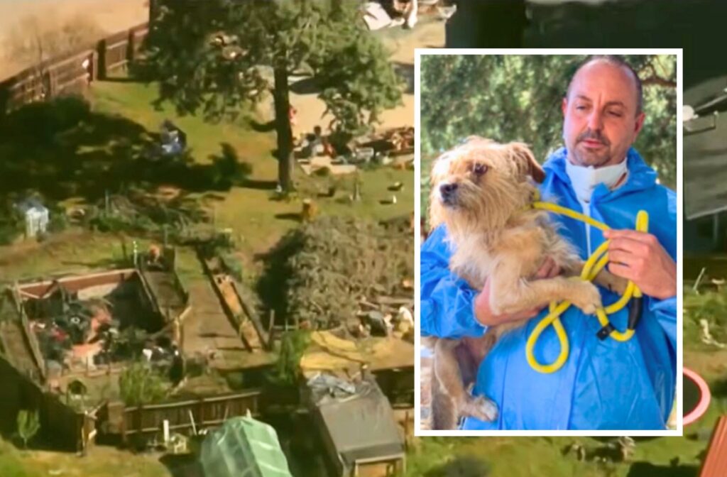 300 Dogs and Cats Seized from ‘Inhumane’ Conditions at Rescue Facility, Shelter Owner Fights Back