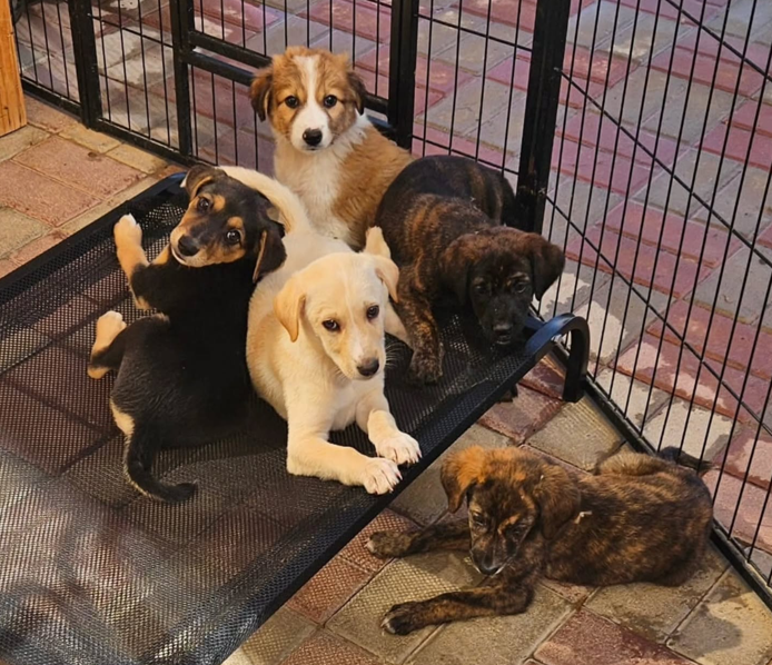 Abandoned puppies in Dubai under Six Hounds Animal Sanctuary's care.