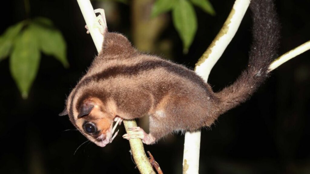 A pygmy long-fingered possum clinging to a thin branch at night, showing its large dark eyes, reddish-brown face, and fluffy brown fur.