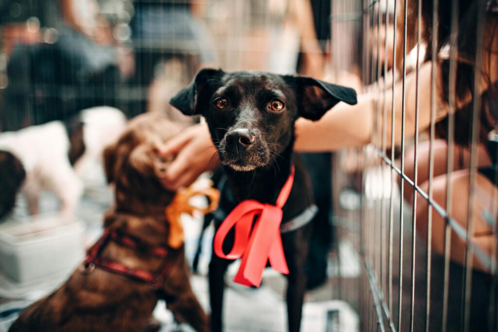 Dog with a red ribbon standing inside an animal shelter kennel.