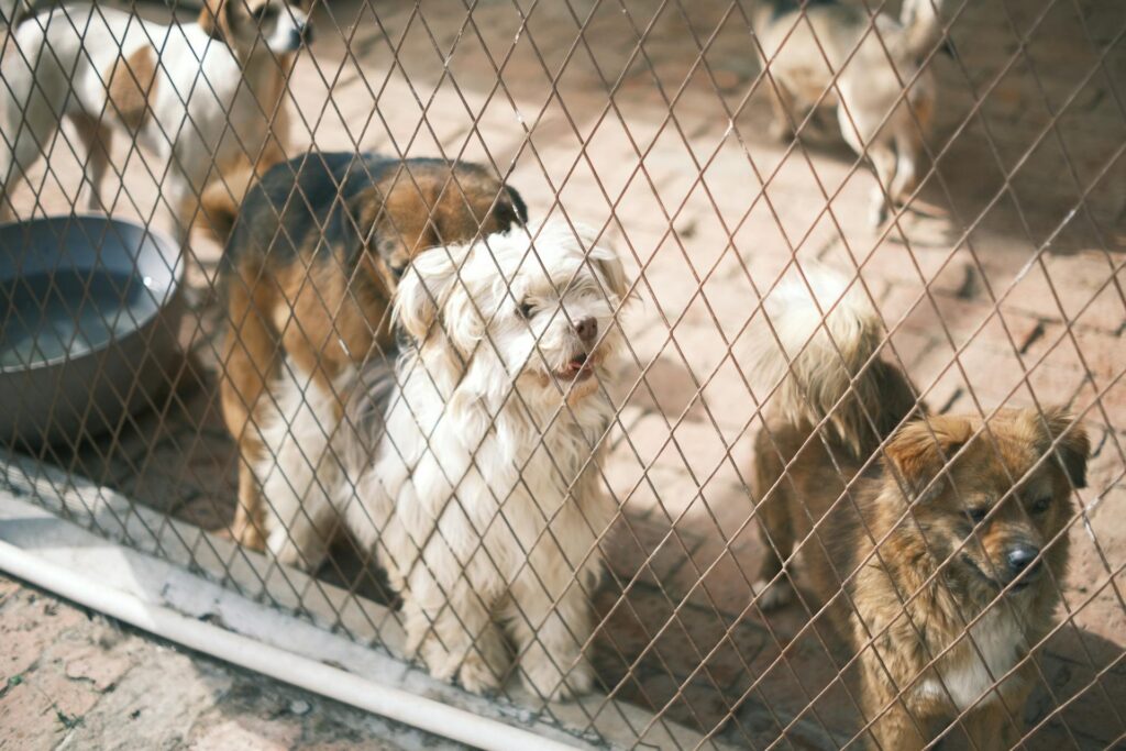 Dogs standing behind a wire fence in an outdoor animal shelter.