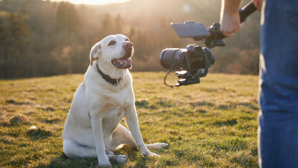A light-colored dog sits on the grass while a person films it with a video camera.
