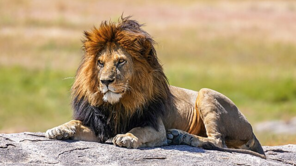 A male lion with a large dark mane rests on a rock in a grassy field.