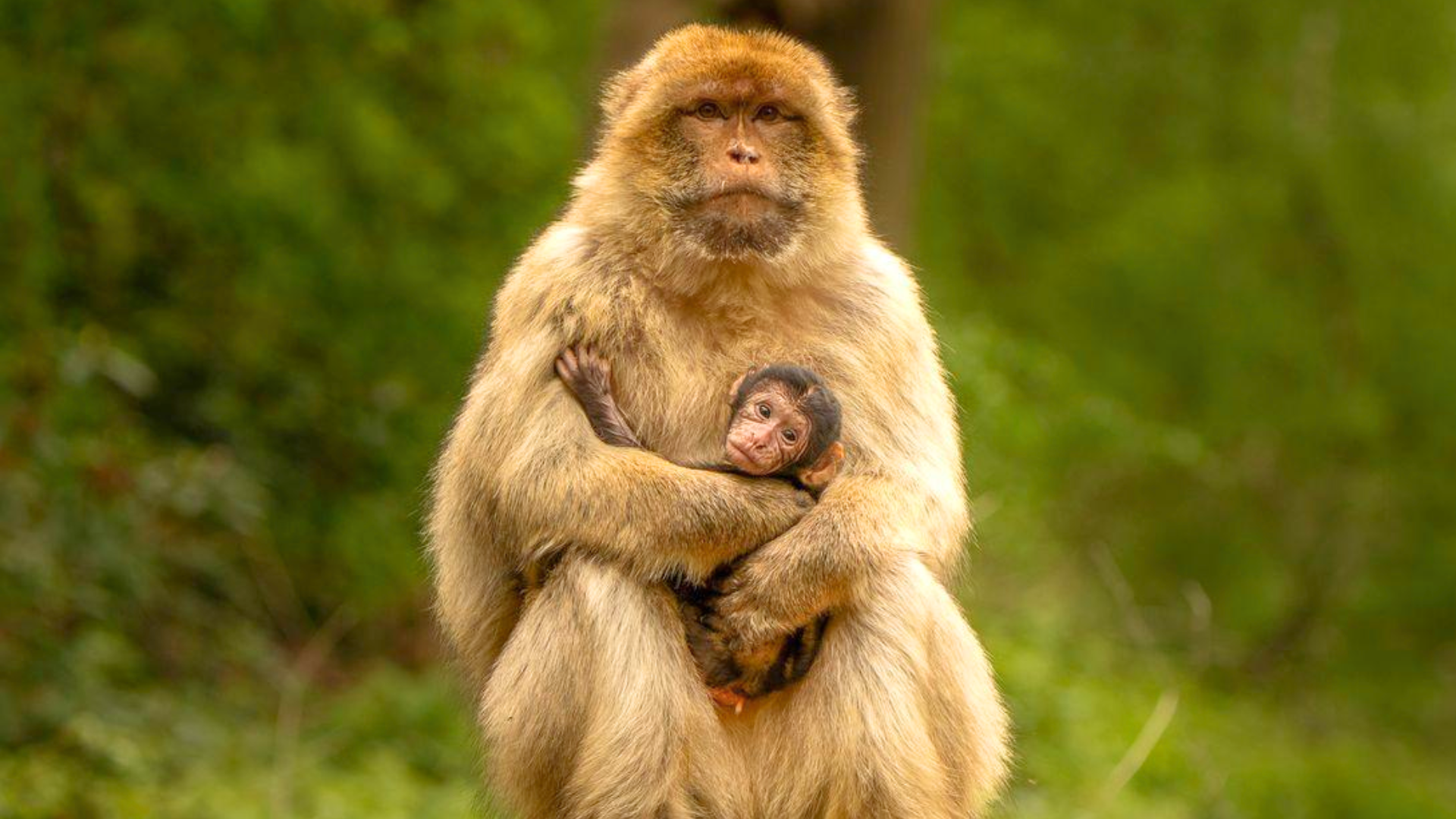 Rare Monkey Births at Wildlife Park Mark Major Conservation Success ...