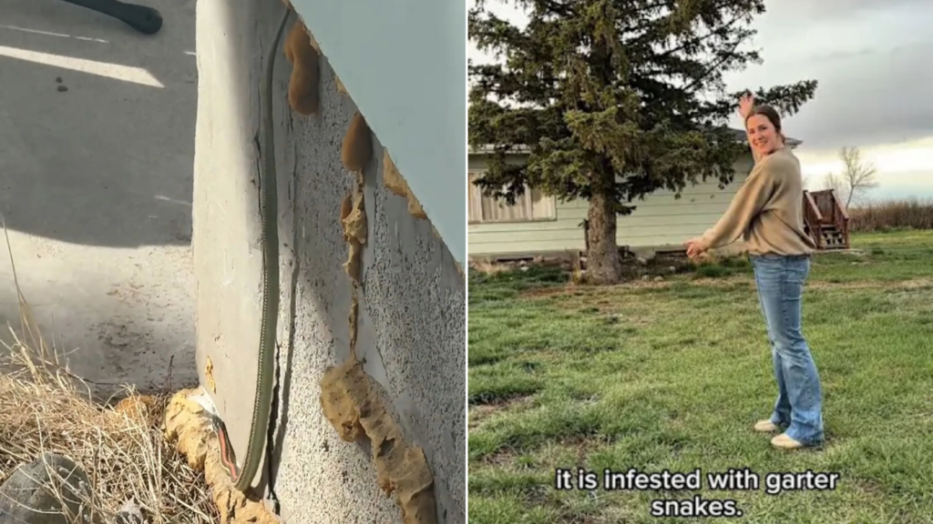 Montana Woman Discovers Snake Den Inside Home After Seeing Reptiles ...