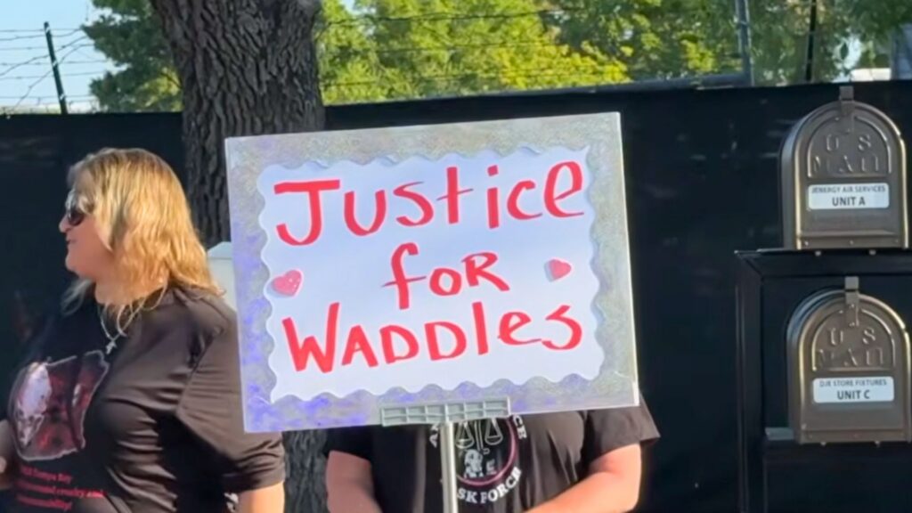 Protesters hold a sign with words 'Justice for Waddles', demanding justice during a demonstration against SPCA Tampa Bay.
