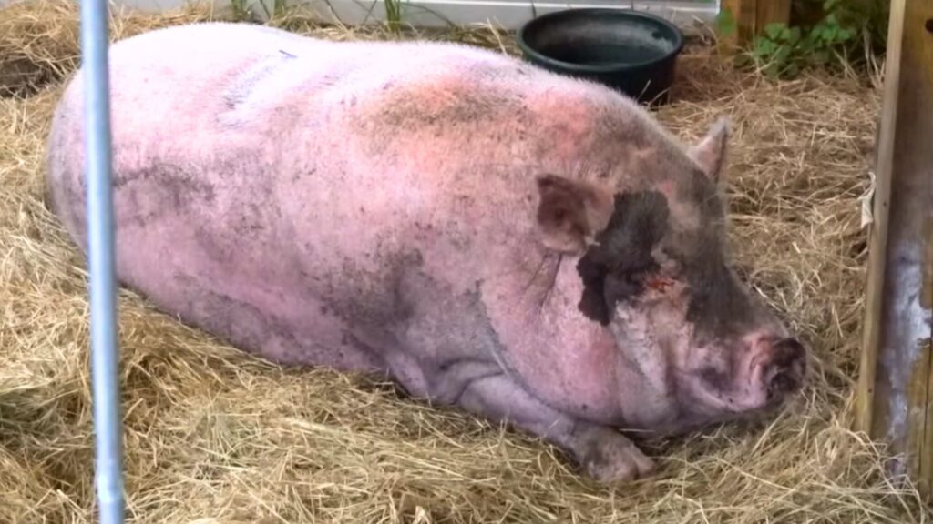 Waddles resting on hay, her healing skin visible.