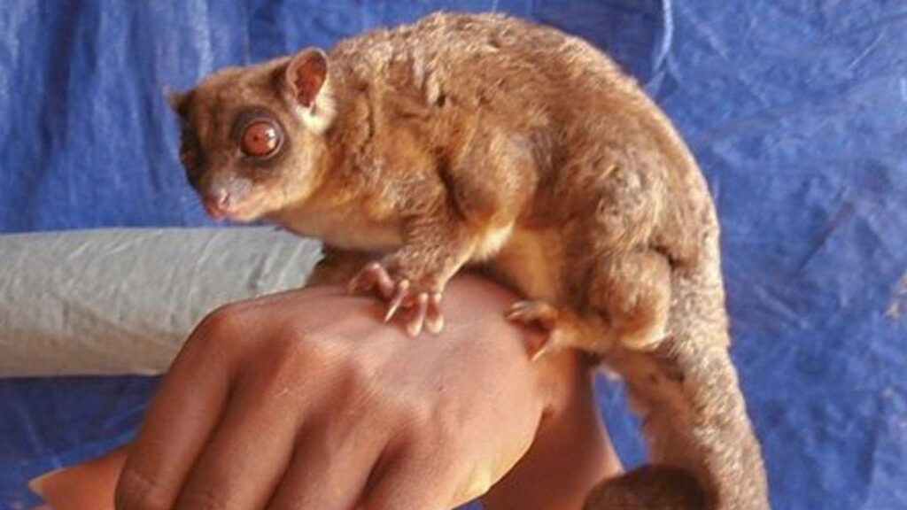 A ring-tailed glider perched on a human hand, with large reddish eyes, sandy brown fur, and a curled tail.