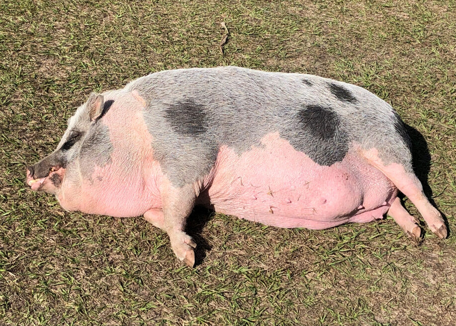 White-and-gray potbellied pig lying on grass outdoors.
