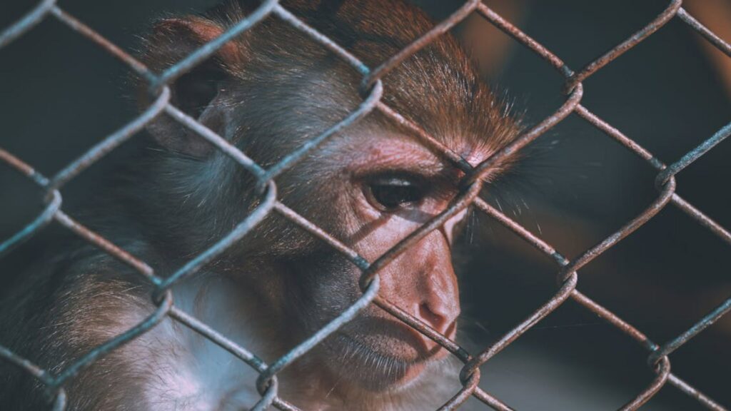 Rusted Monkey CDC Plan to Move 160 Lab Monkeys to Texas Sanctuary Sparks Welfare ...