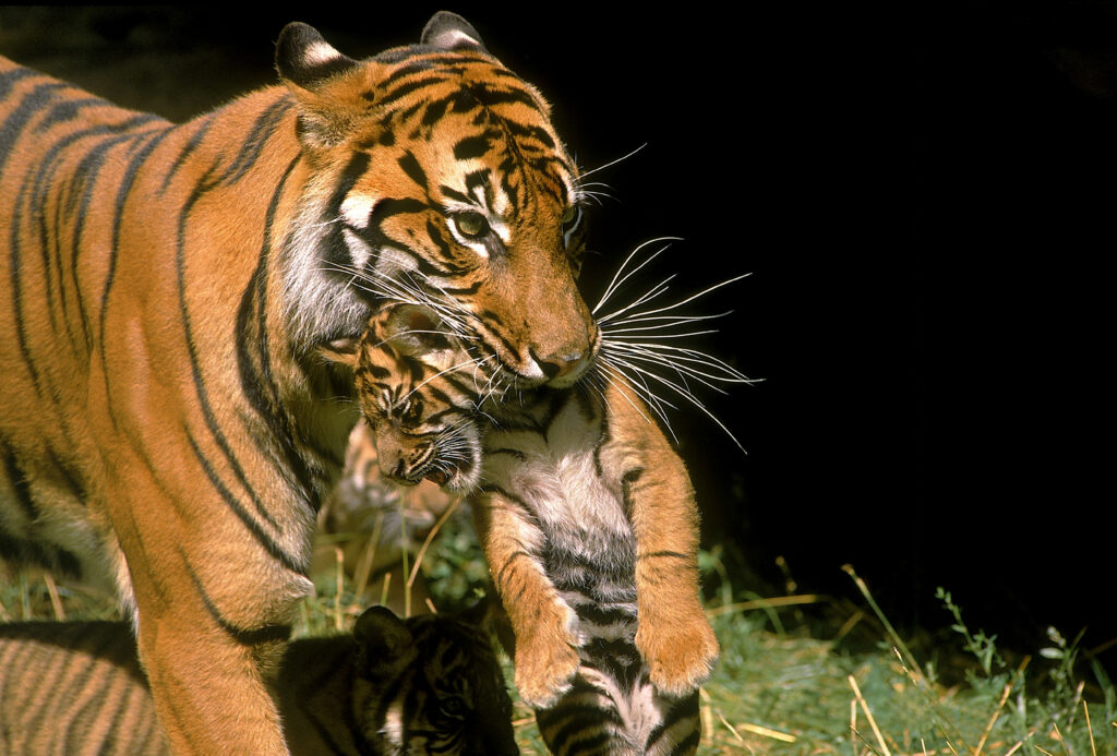 Tiger Scruff New Tiger Cubs Offer Hope for the Future of an Endangered Species ...